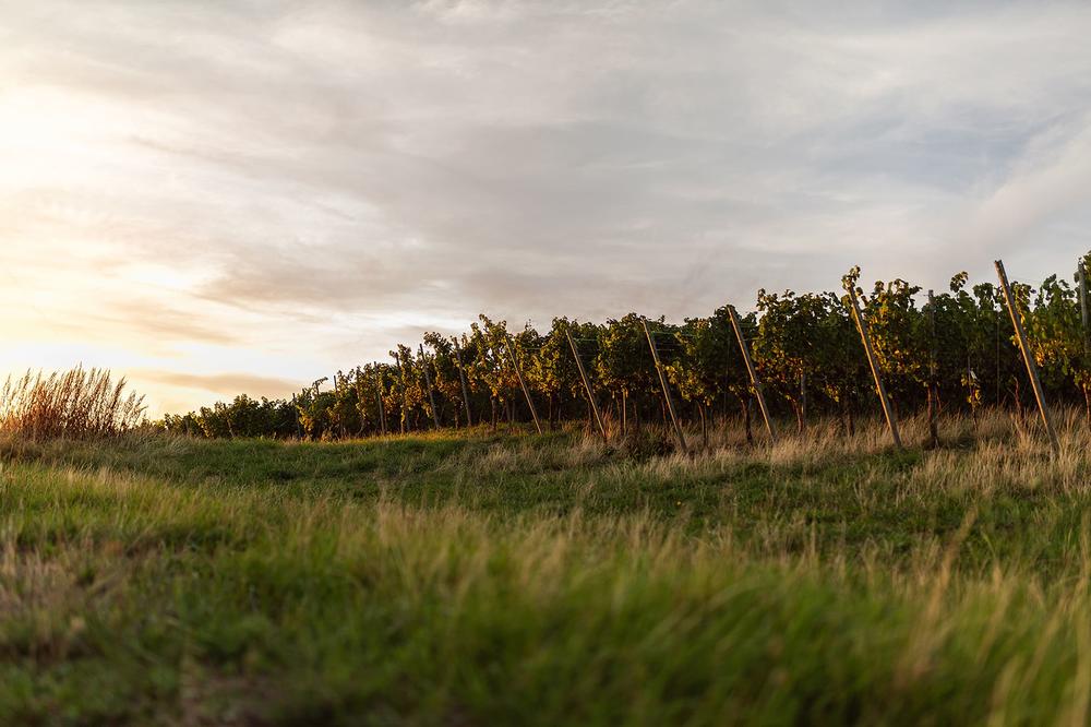 andreasfriedrichfotografie-weinlese-weingutschlumberger-5051