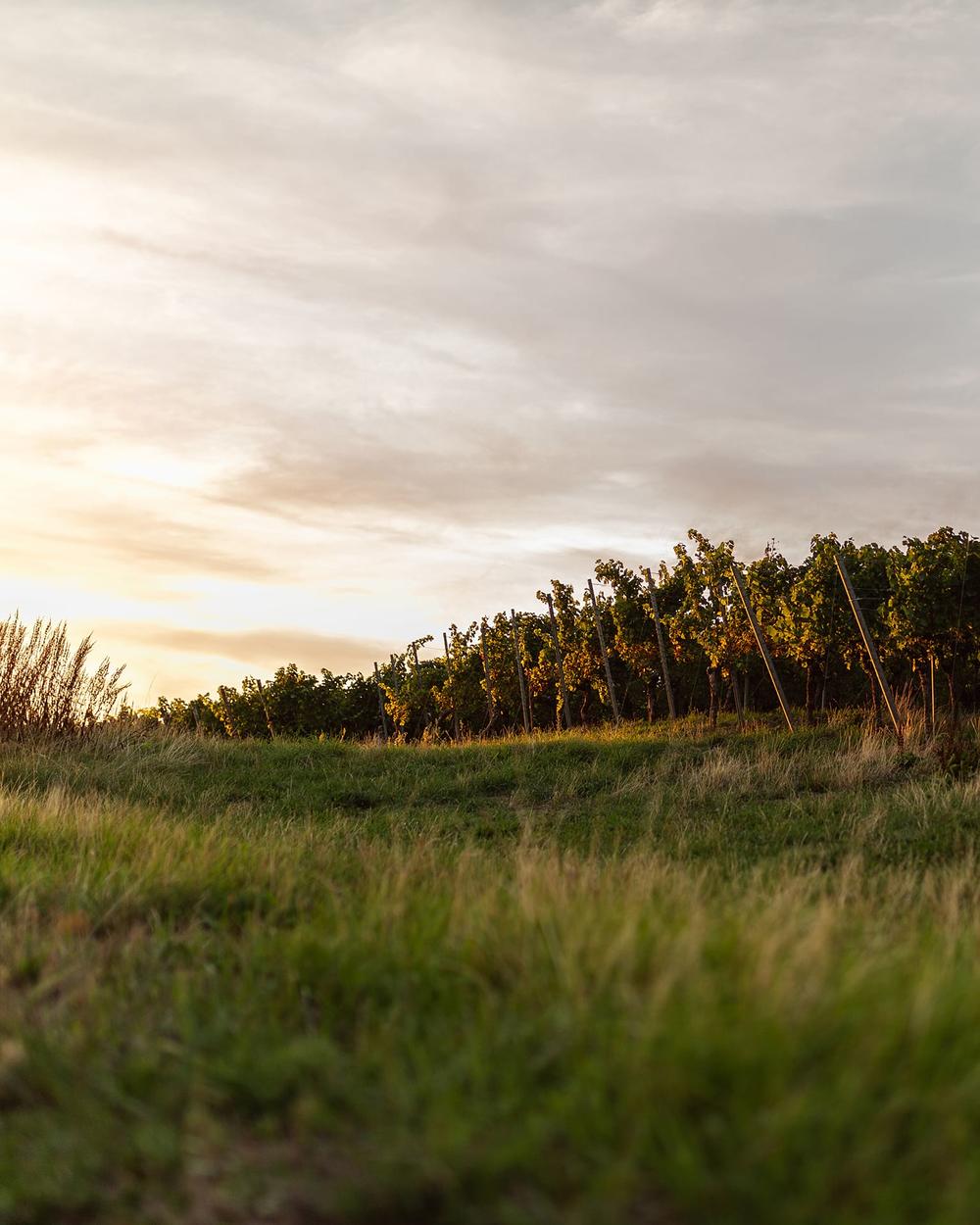 andreasfriedrichfotografie-weinlese-weingutschlumberger-5051.2