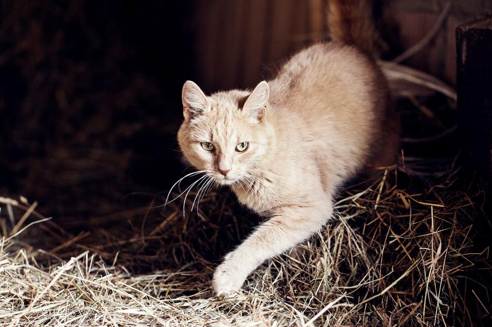 TierfotografieKarlsruhe