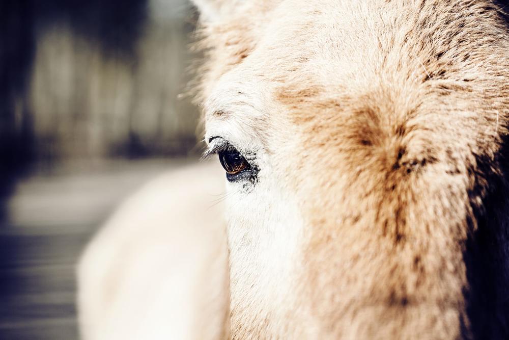 TierfotografieKarlsruhe